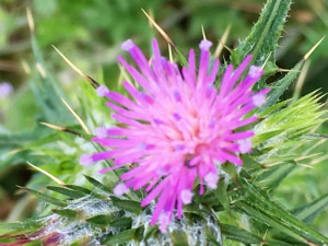 Pinkthistle